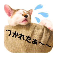56NのLINE スタンプ一覧 | LINE STORE