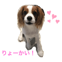 Puppy Cavalier TSUBAKI,s Stamp