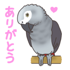 ヨウムのレオ君語録スタンプ Line スタンプ Line Store ヨウムのレオ君語録スタンプ Line スタンプ Line Store