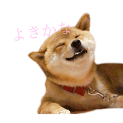 mame._.Shiba Inu