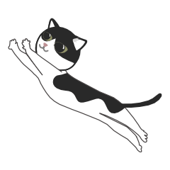 Black and White cat ellie