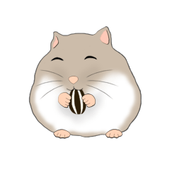 Cute and funny Hamsters Daily