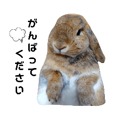 モコナちゃん４