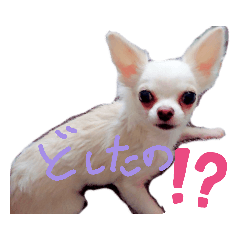 chi_20190904214546