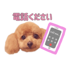 Toypoodle STAMP.