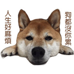 soliloquy of Shiba dog Q-john