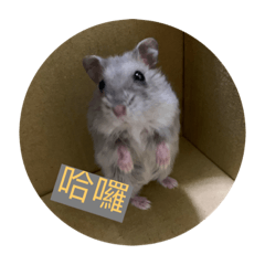 阿啾鼠寶