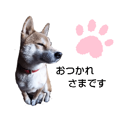 保護犬スタンプ(柴犬編)