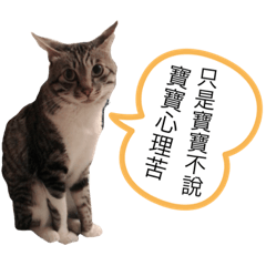豆豆的貓生