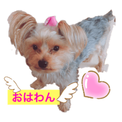 Shirley_20190905132637