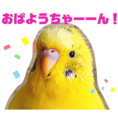 Gaomi_gomachan1