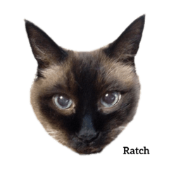 猫の”Ratch”