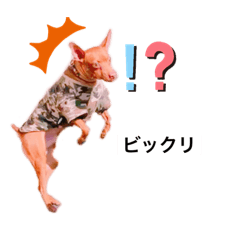 Rino_20190905212509