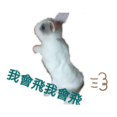兔子波妞2