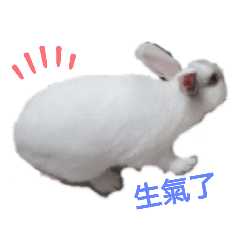 兔子波妞1