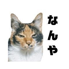 angly cat