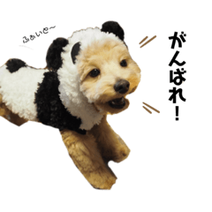 puku_2019