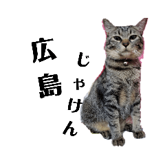 広島弁のキジトラ猫[ぽてと&タピオカ]