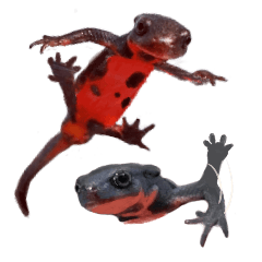 Gesture of the newts
