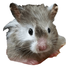 Hamster Mohurun