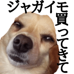 Chihuachshund Mimi Sticker