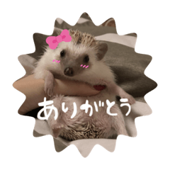 ハリネズミのこむぎスタンプ