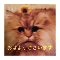 HANA_20190908100805