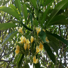 Fresh and pleasant plumeria