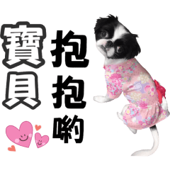 黃家狆寶貝