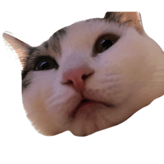 ゆずまろん