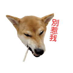 阿鬆鬆