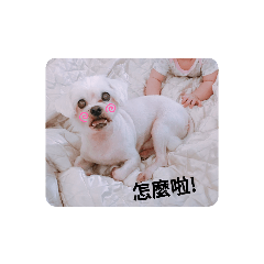 小獠牙♥樂樂