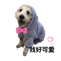 毛毛的屁孩日常