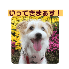 wag more_20190909010204