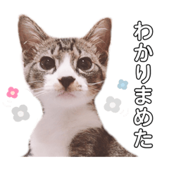 bee_20190909172221
