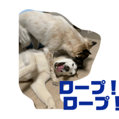 Tanuki_20190909172534