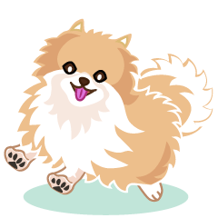 Fluffy brown pomeranian