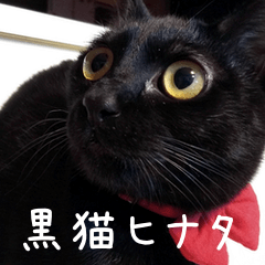 Black cat Hinata