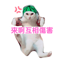 喵嗚小花糰..