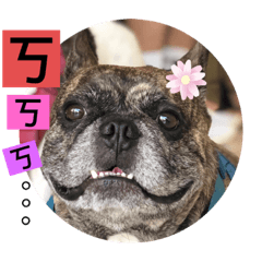 就愛法鬥二波