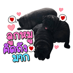 Lovepug Padaw 3