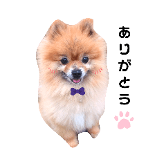 ポメラニアンの空くん