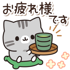 cute gray tabby cat
