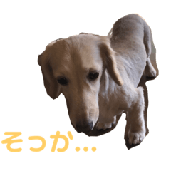 chie_dog201909