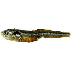 死掉的哺拉魚