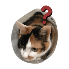 Hiyori_20190911175152