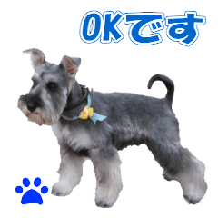 Schnauzers photos and Japanese 2