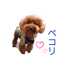 Koko_20190911215701