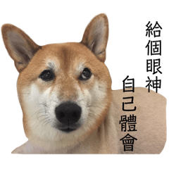 murmurs of Shiba Q-John