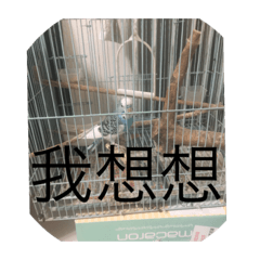 藍寶的一天